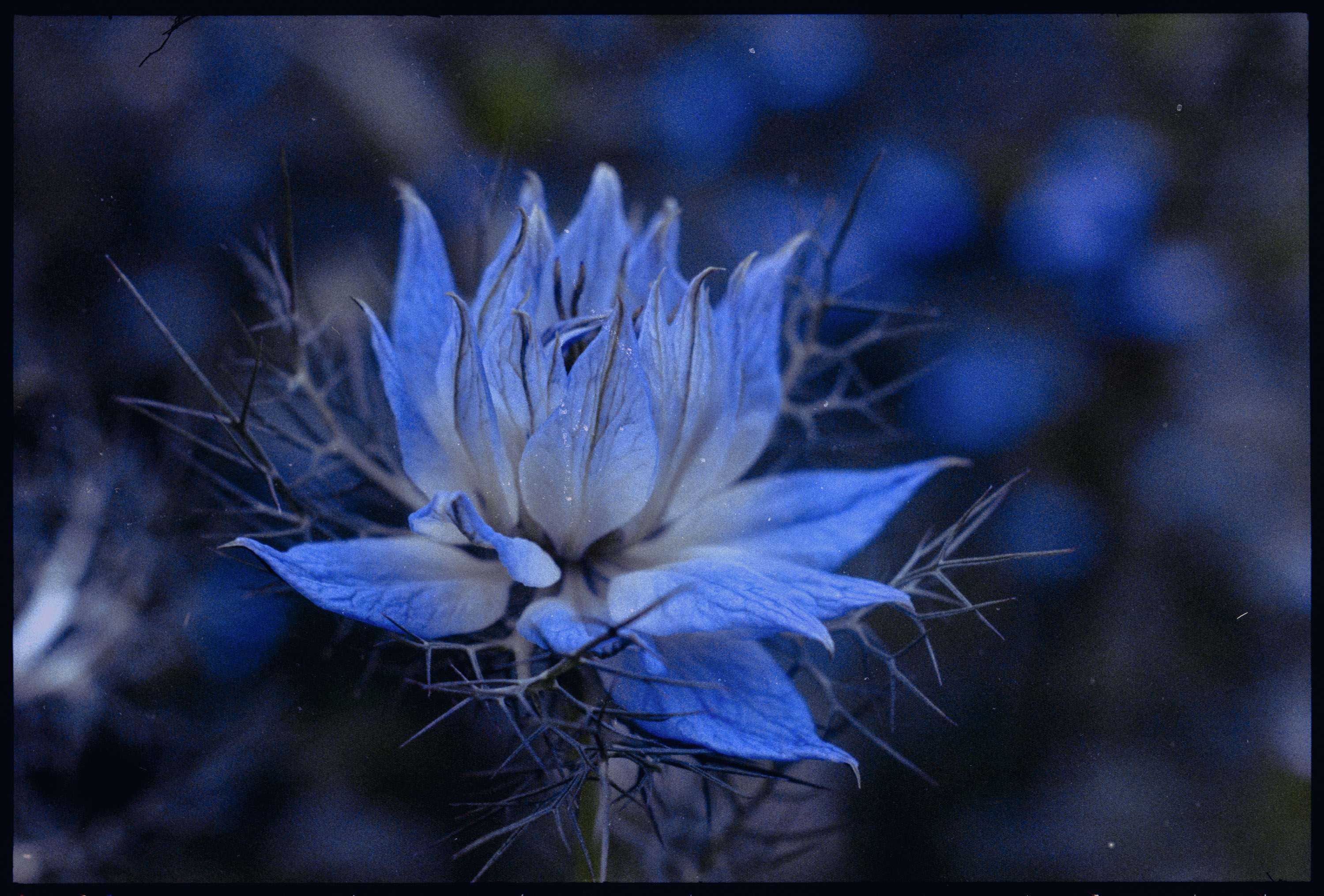 Nigella damascena aufgenommen mit dem Ernst Leitz BEHOO Hilfsgerät