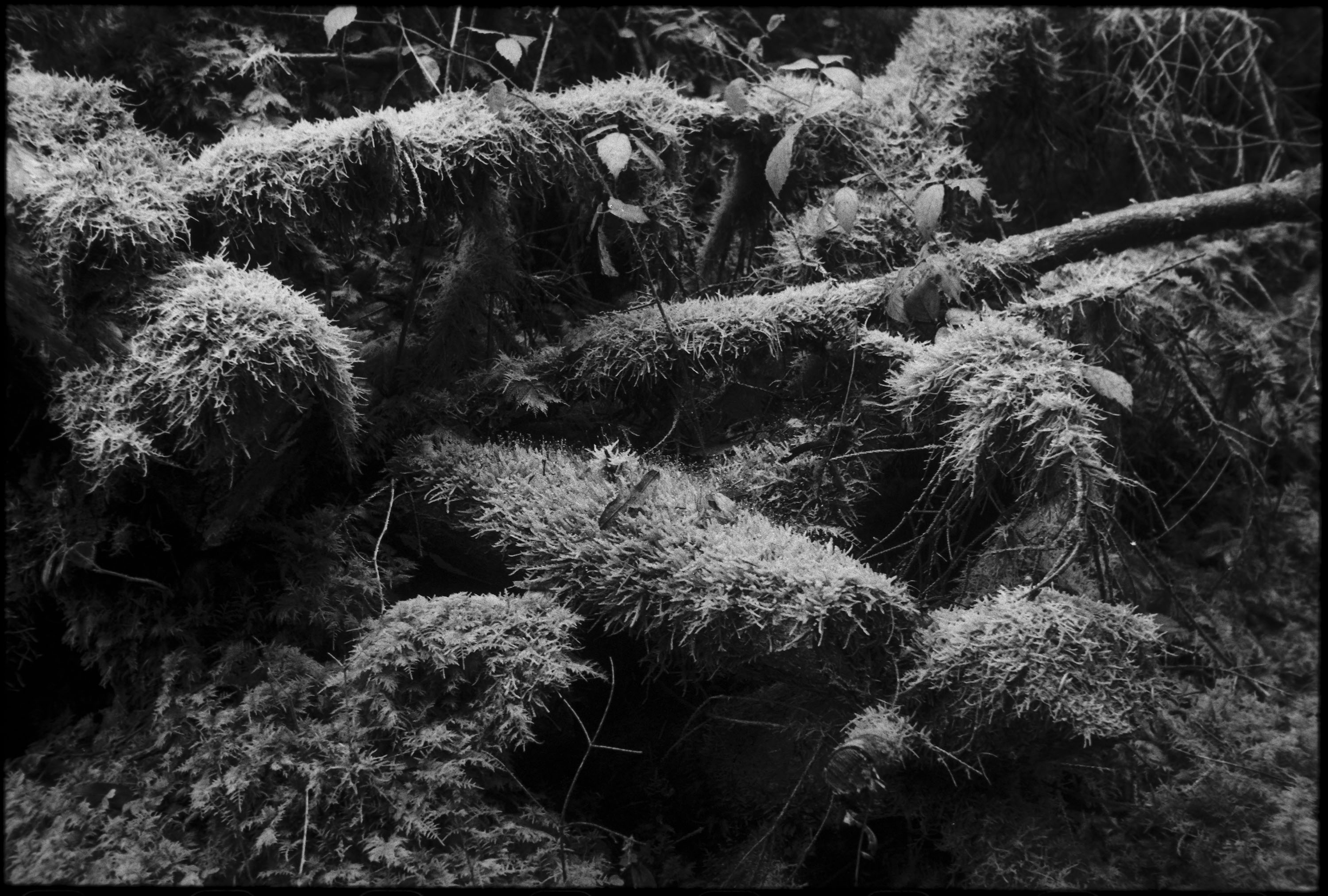 Schraubleica-Objektiv Elmar 5cm 1:3,5